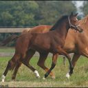 Saba Stables