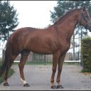 Saba Stables